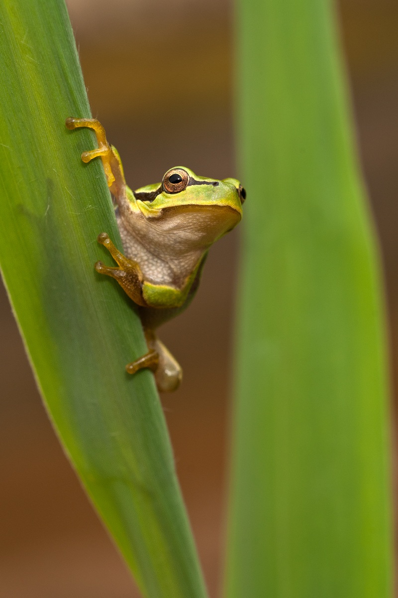 Treefrog...