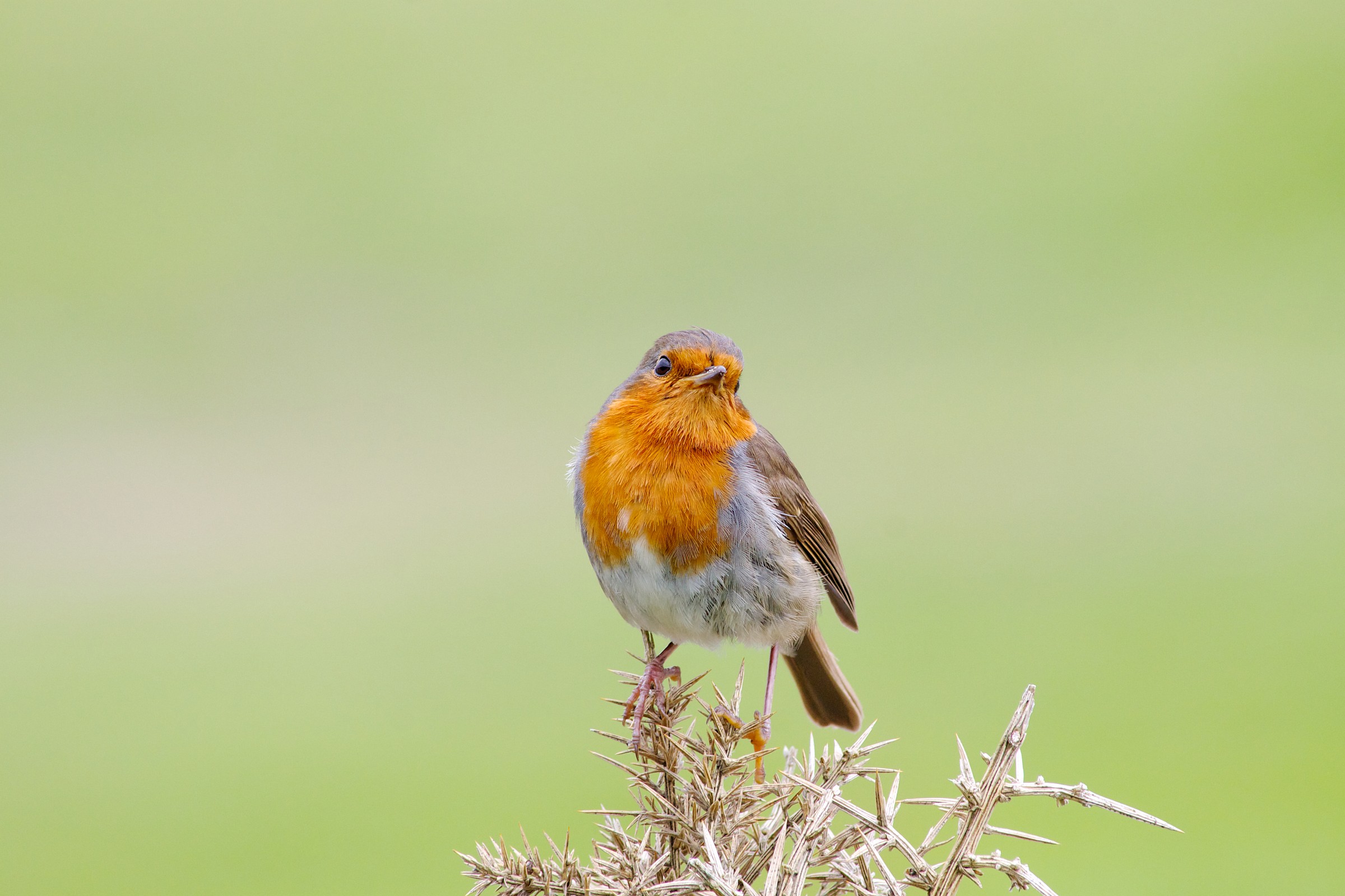 Robin in Clifden...