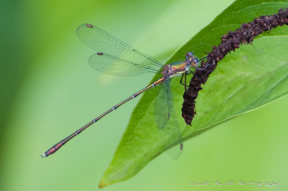 Discover dragonflies - 2...