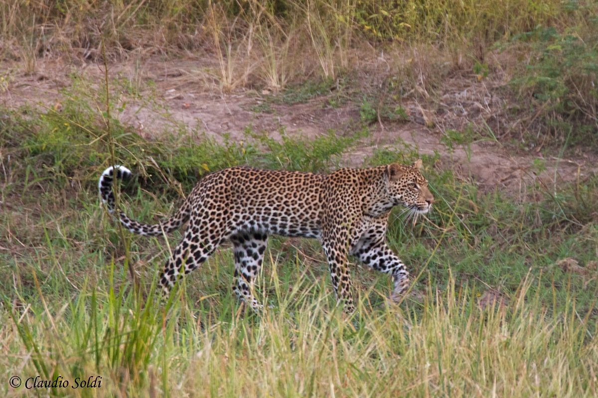 Leopardo - South Luangwa NP...