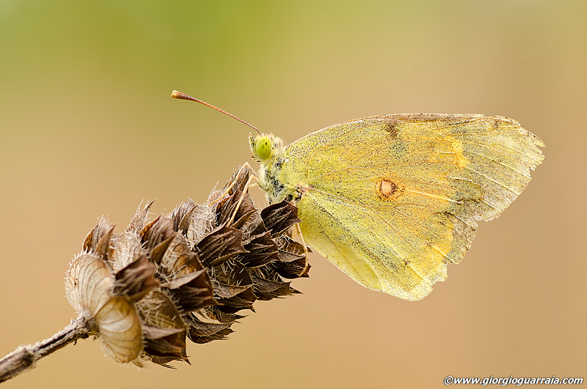A ramshackle colias...