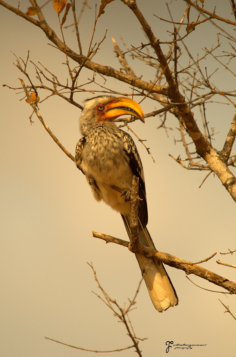 Southern Yellow-billed Hornbill...