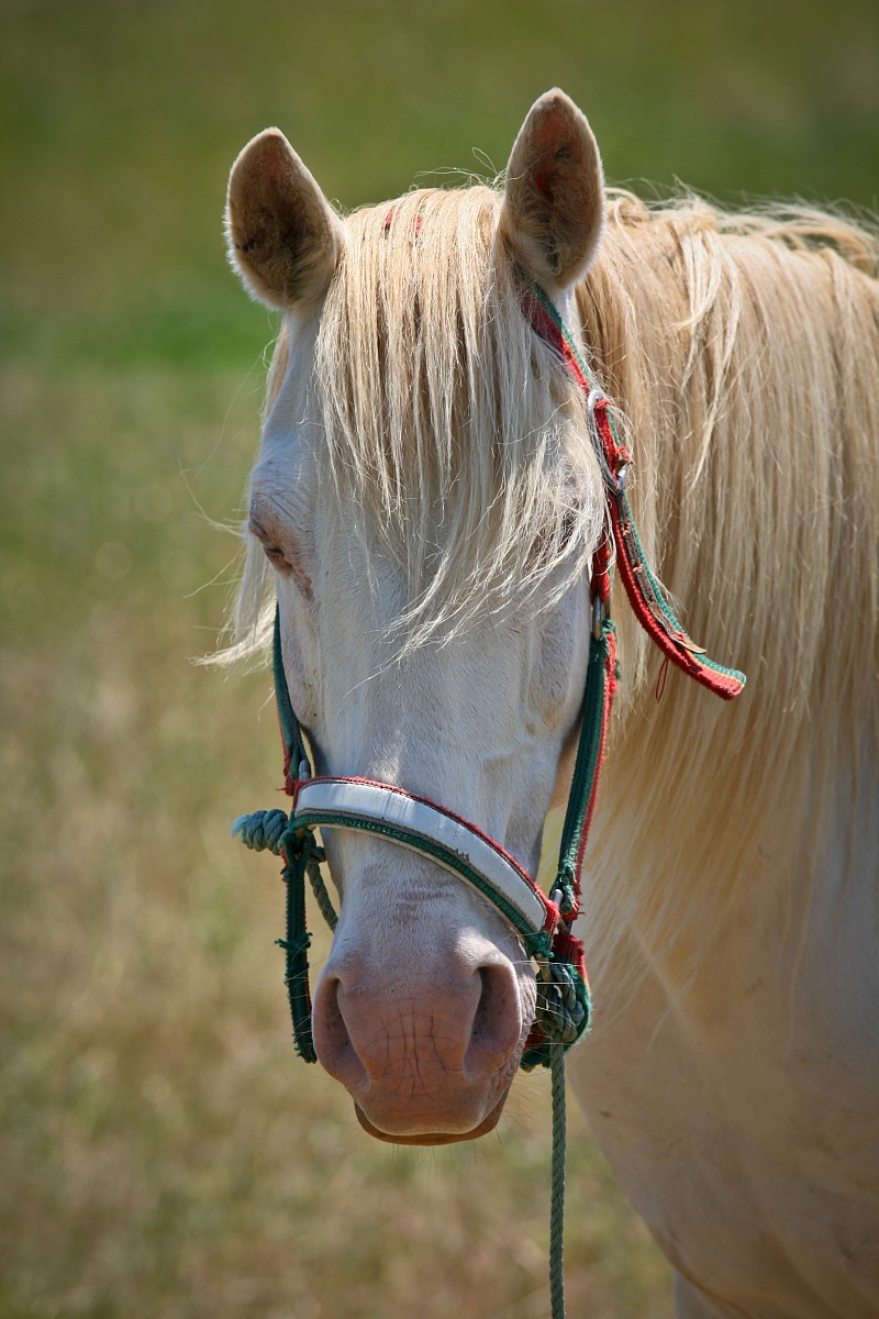 gypsy horse from Santarém...