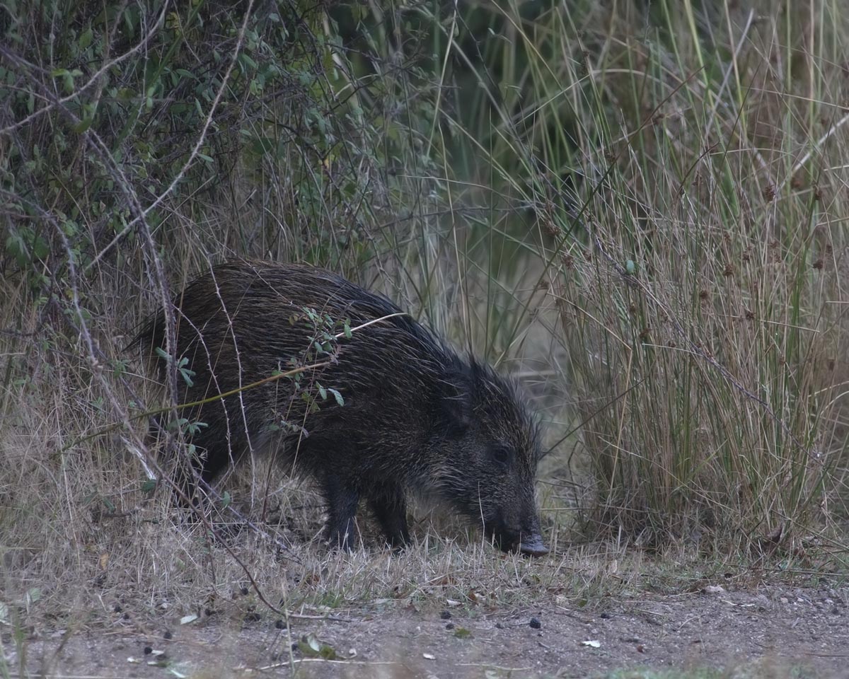 Sardinian wild boar...