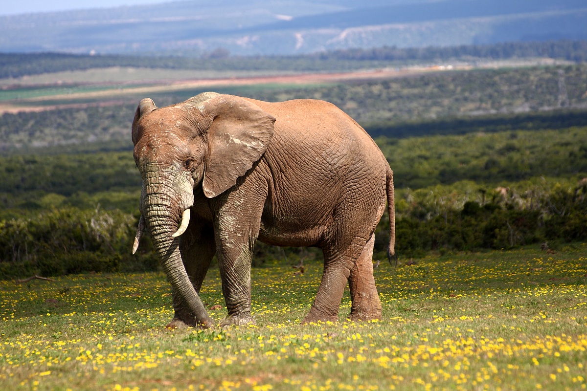 Old Elephant...
