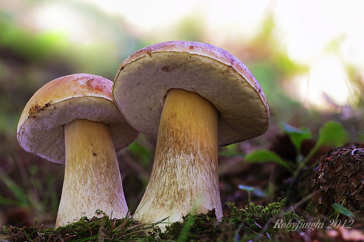 Porcini at sunset...