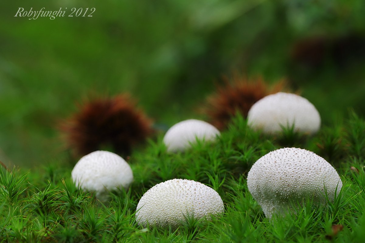Golf balls (Lycoperdon perlatum)...