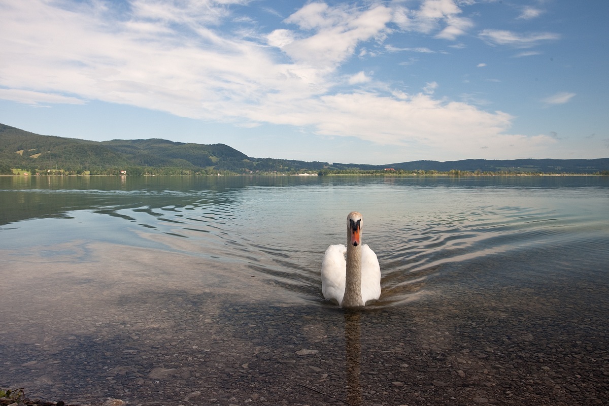 swan in Kochel see...