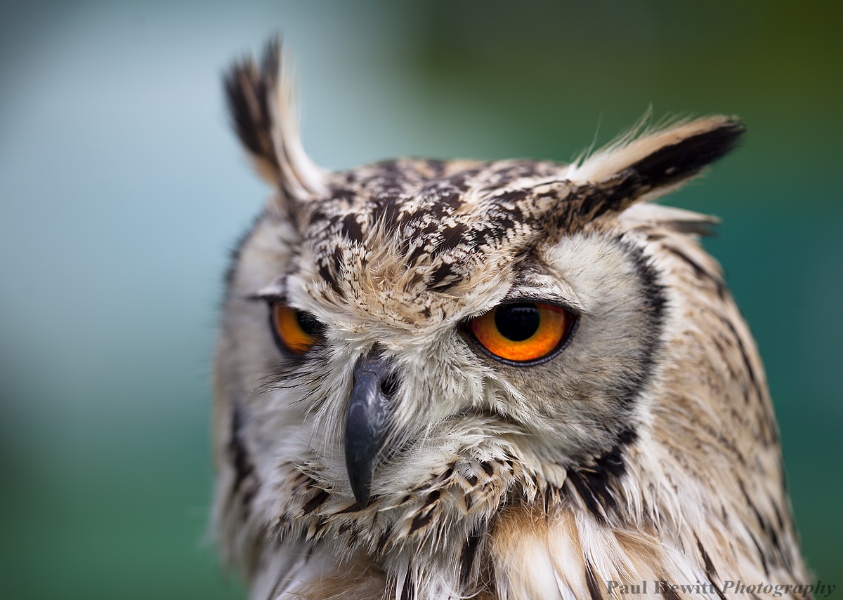 Horned Owl...