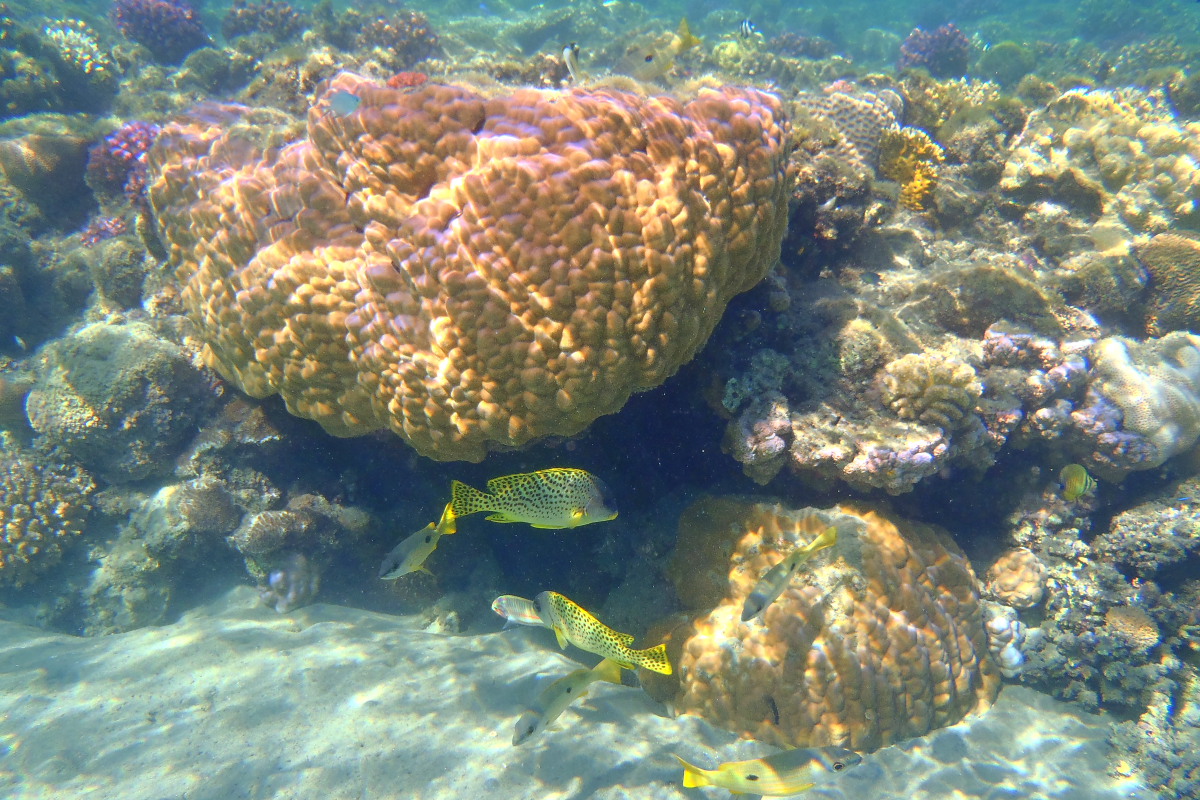 i colori del reef...