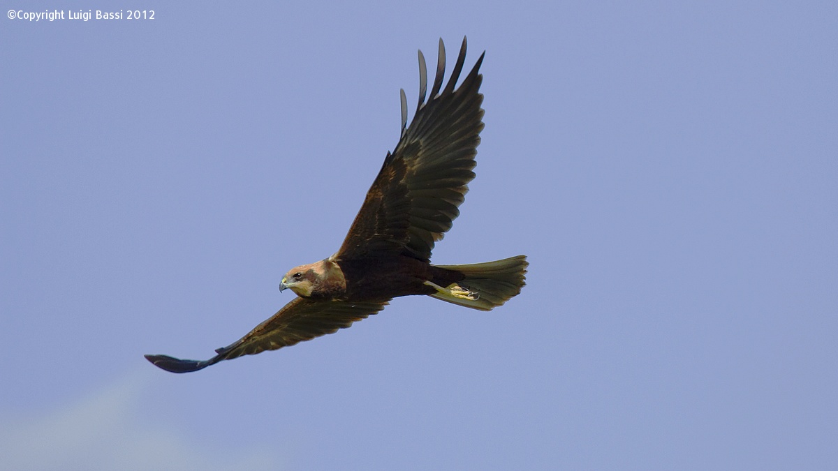 Marsh Harrier female...