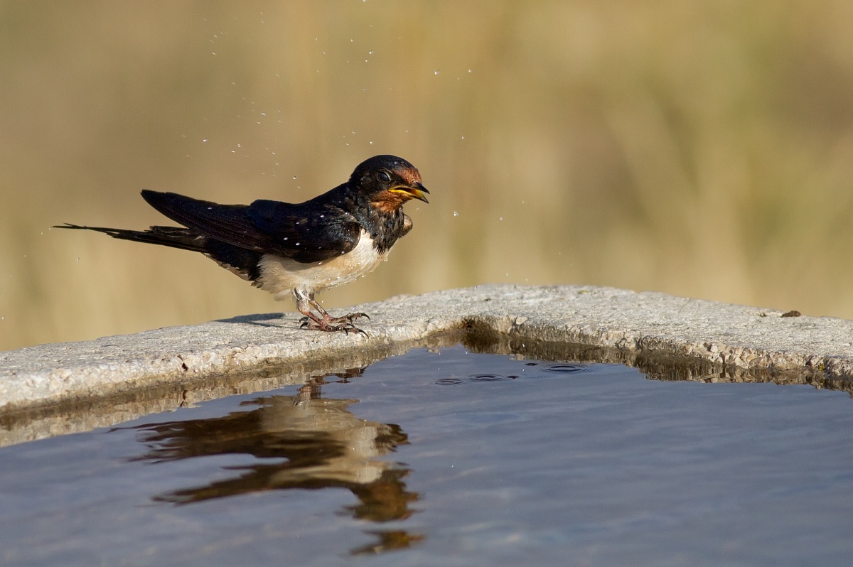 Swallow ... the fountain!...