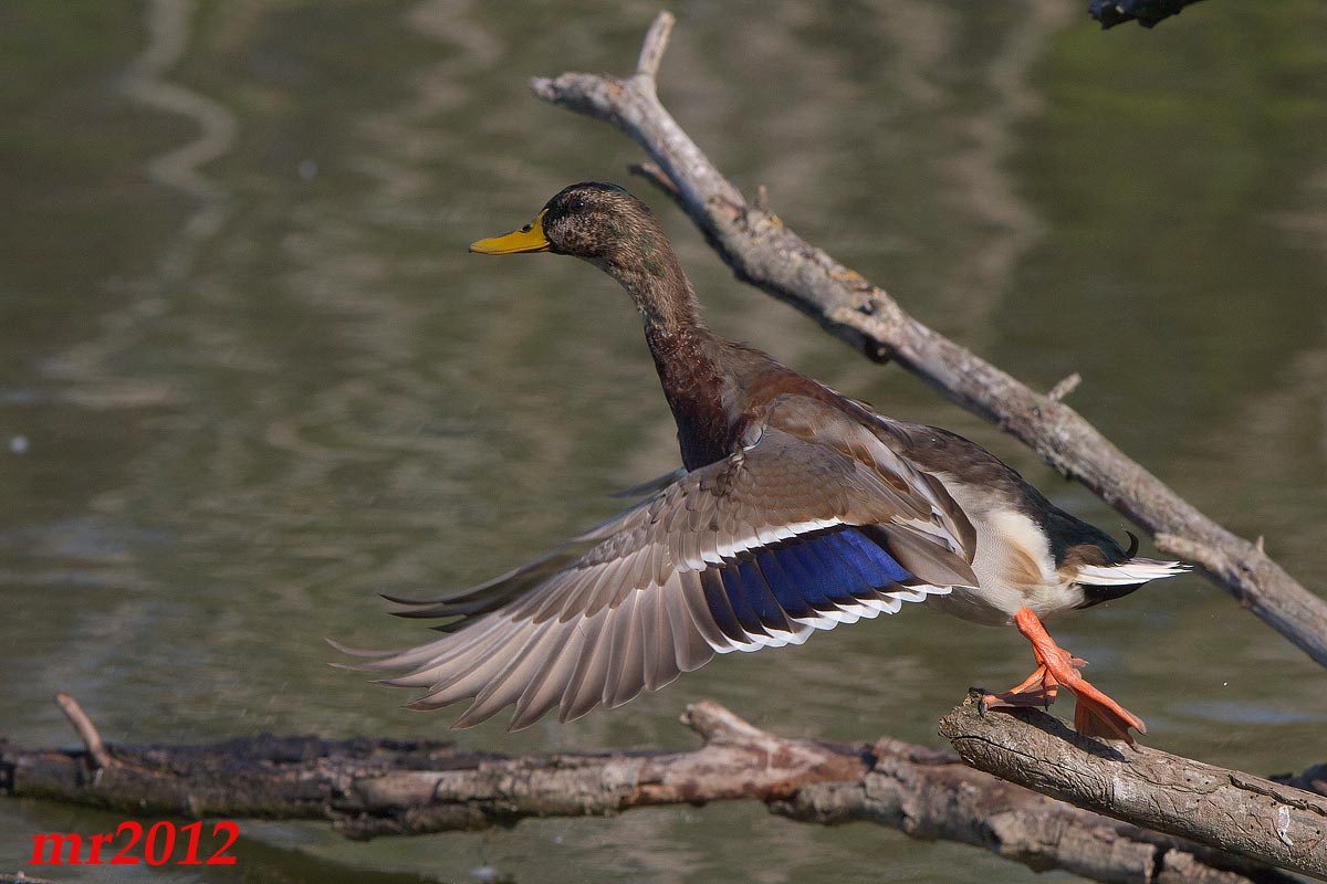 Male mallard all'involo...