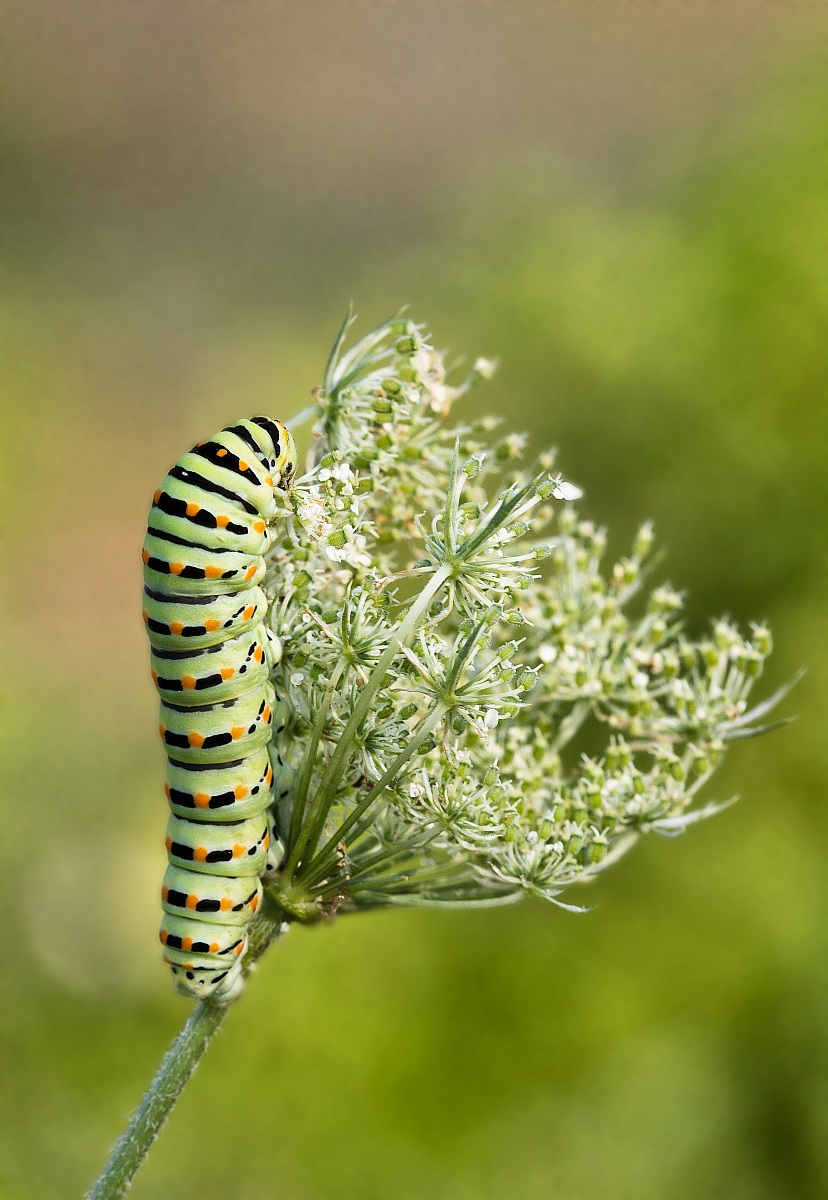 Swallowtail caterpillar...