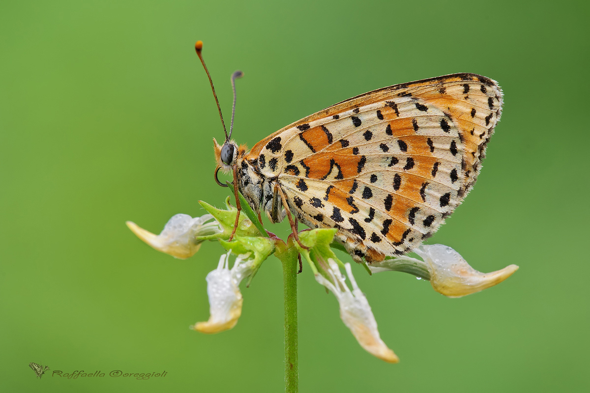 Melitaea didyma...