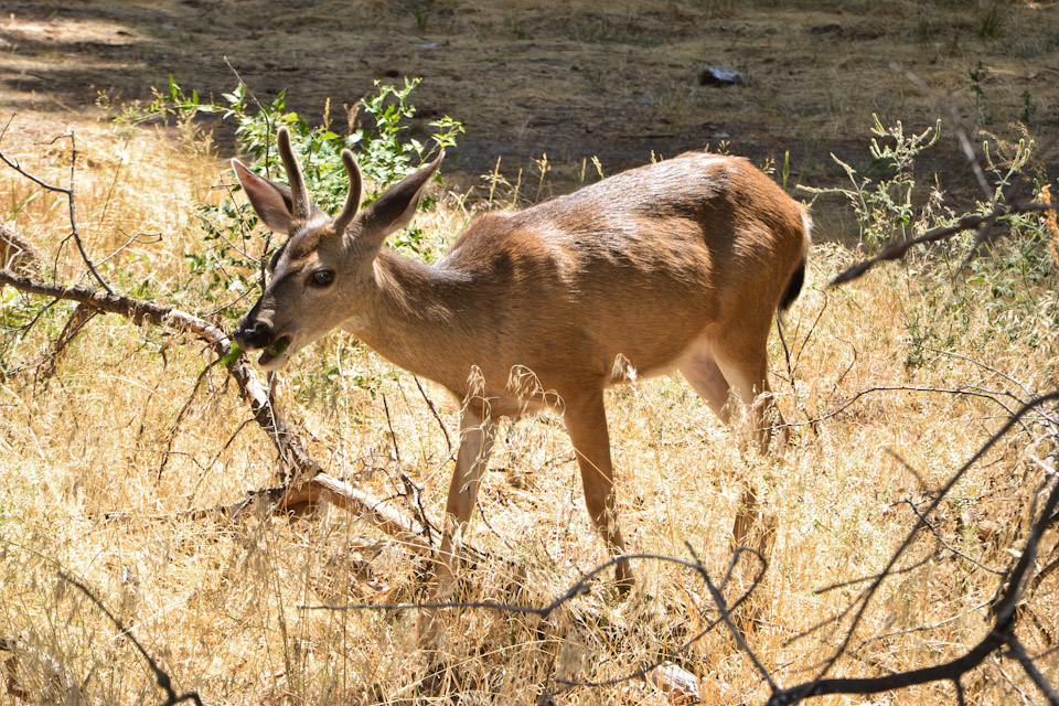 Young deer in Yosemite...