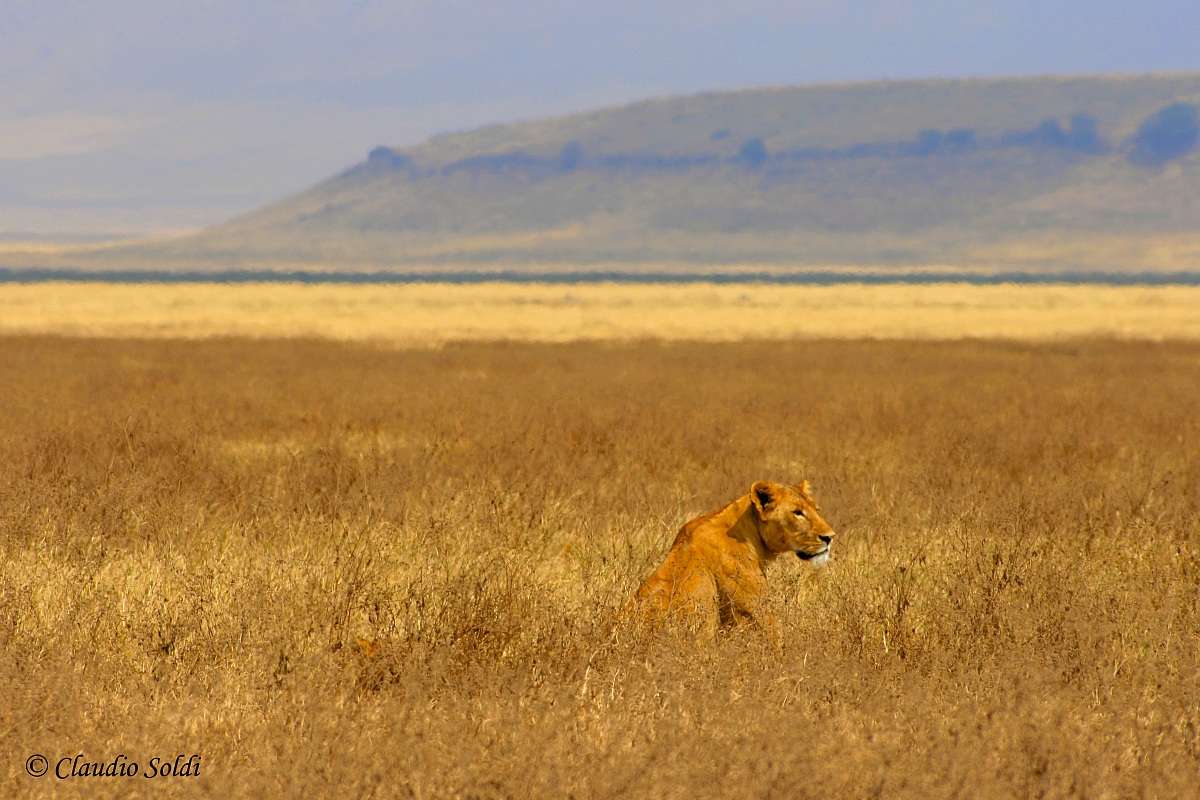 Ngorongoro - Lioness...