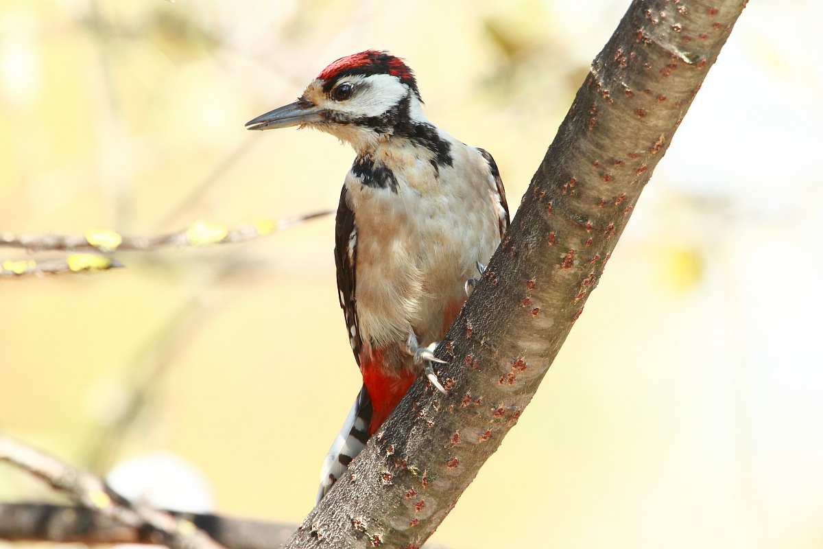 My first woodpecker...