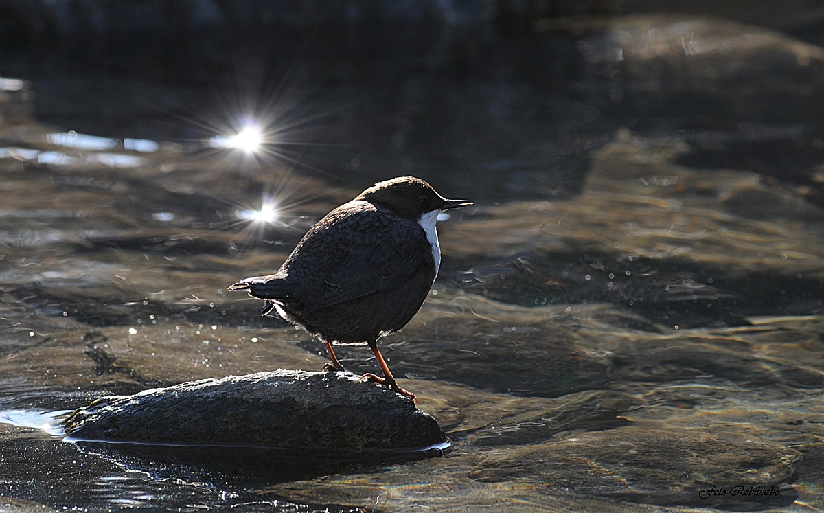 Dipper...