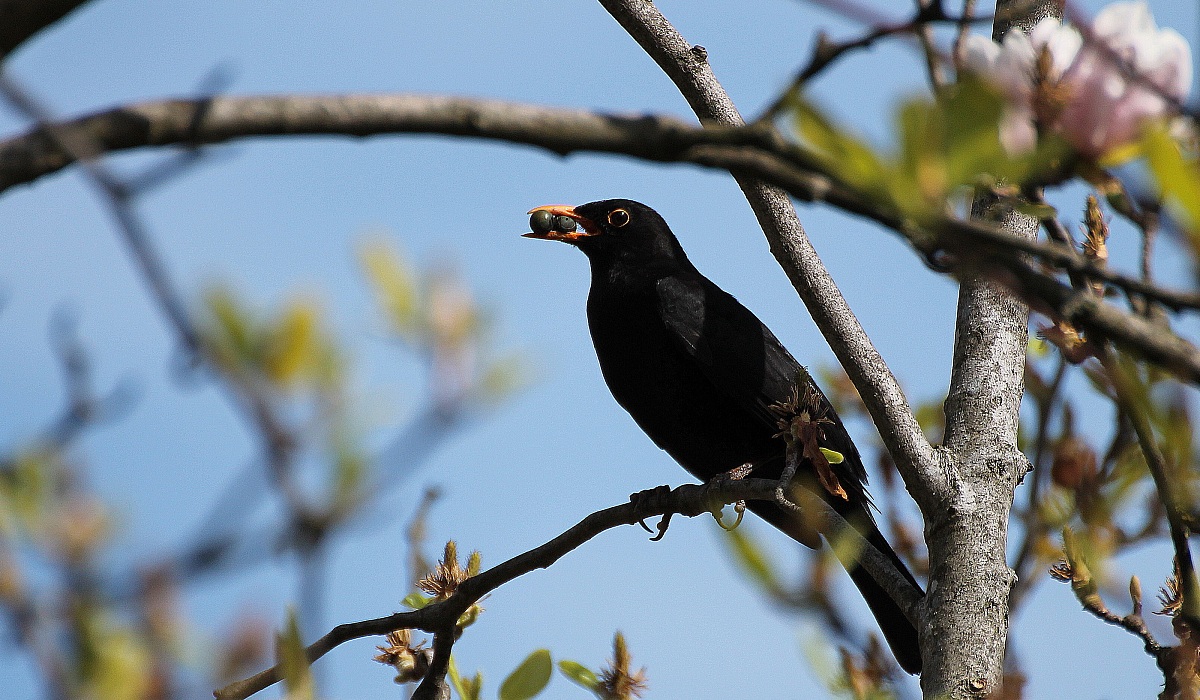 blackbird with berries...