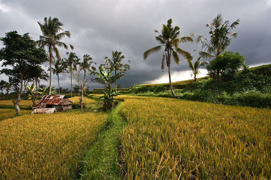 Bali Rice Paddy...