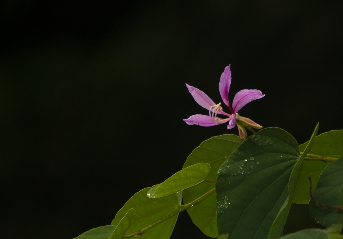 "Kobo Nila"  Flower...