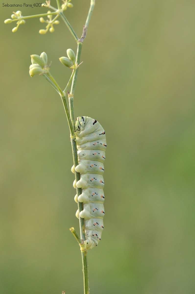 Caterpillar macaone2...