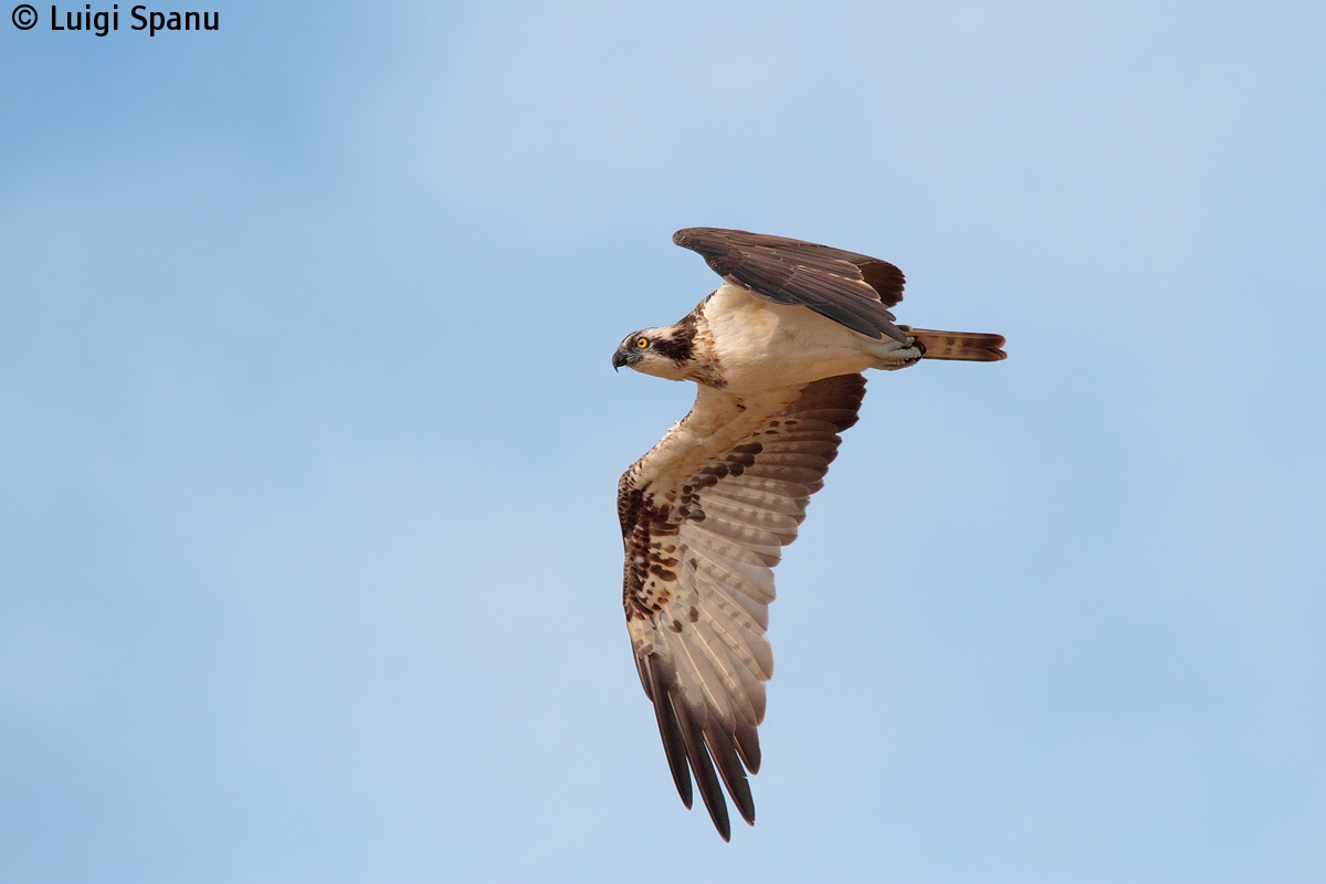 Osprey...