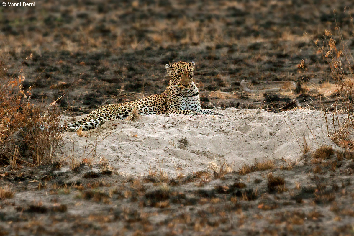 Leopardo...