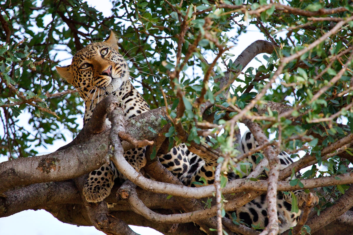 Leopardo - Masai Mara...
