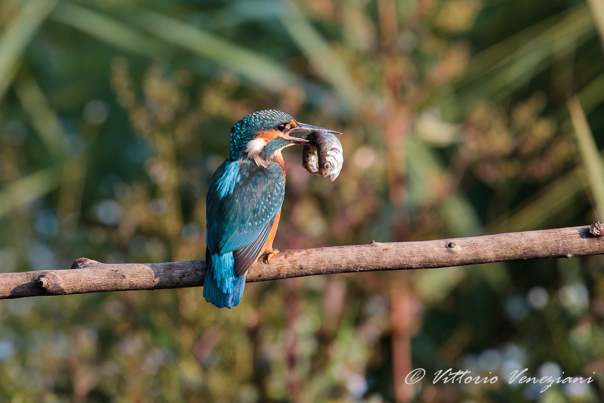 My first photo of a kingfisher...