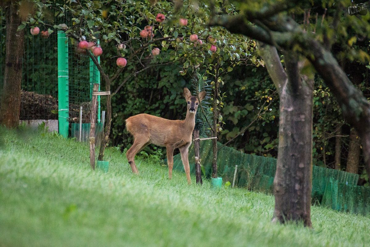 Roe deer in the garden...