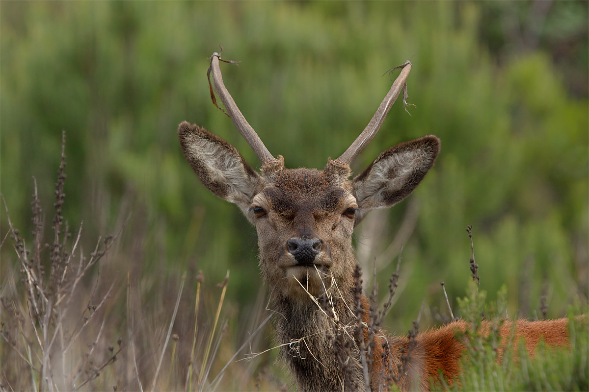 Sardinian deer Fusone...