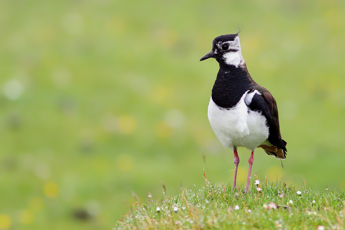 Lapwing...