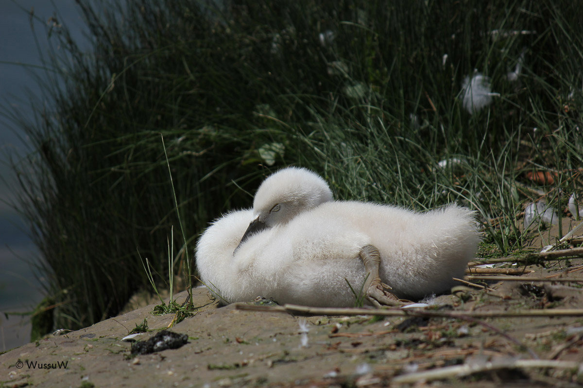 Small Swan Sleepy...