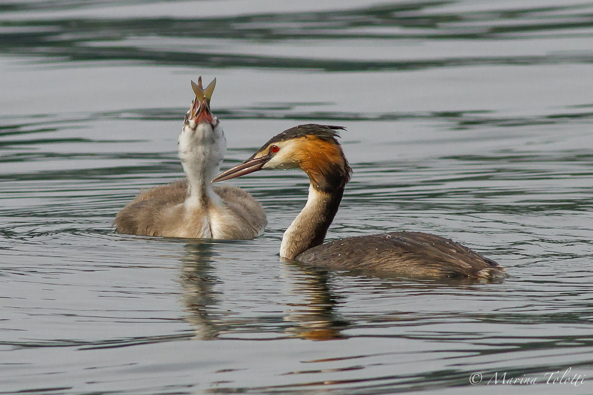 The meal of the young Great Crested Grebe...