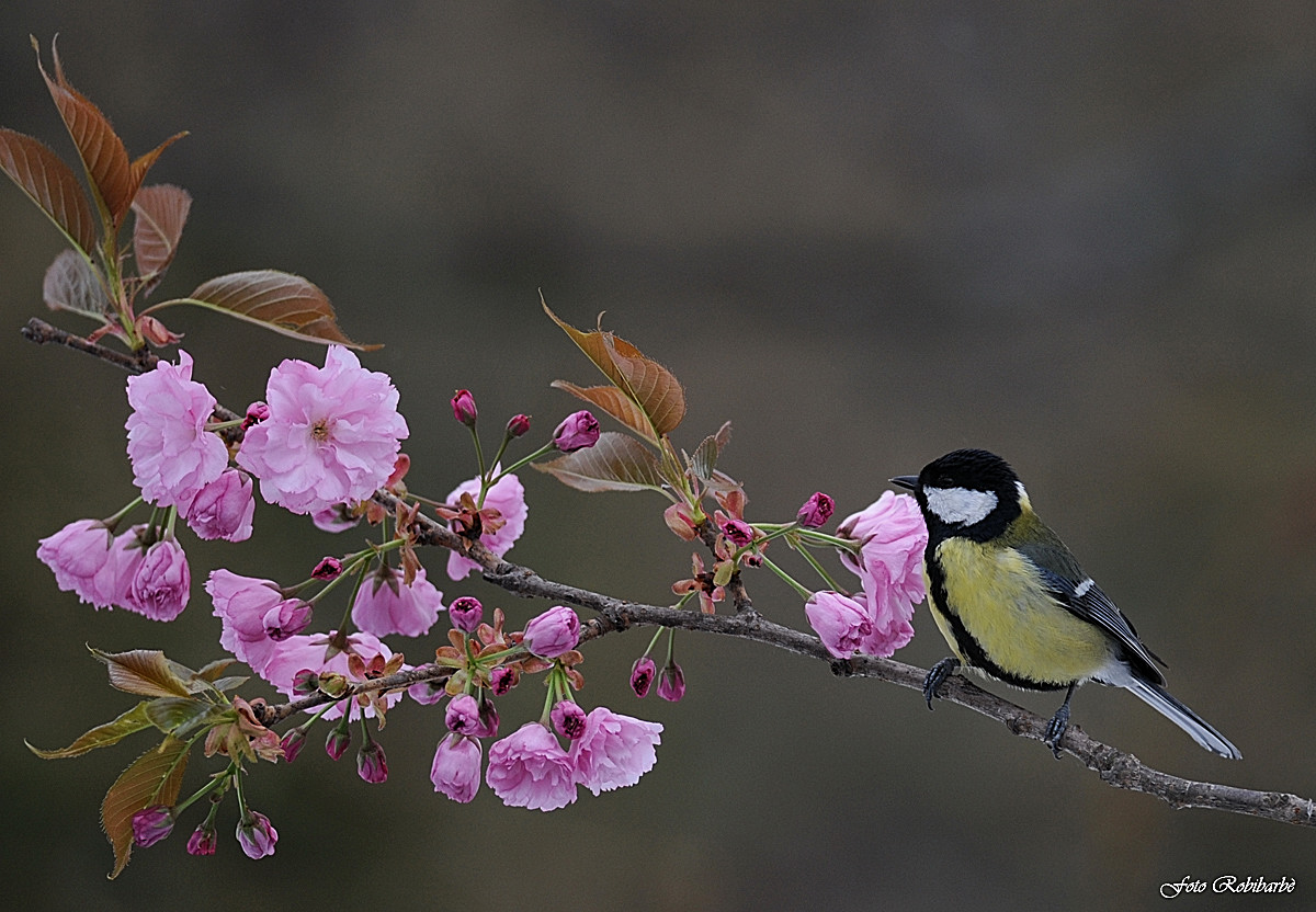 Great Tit...