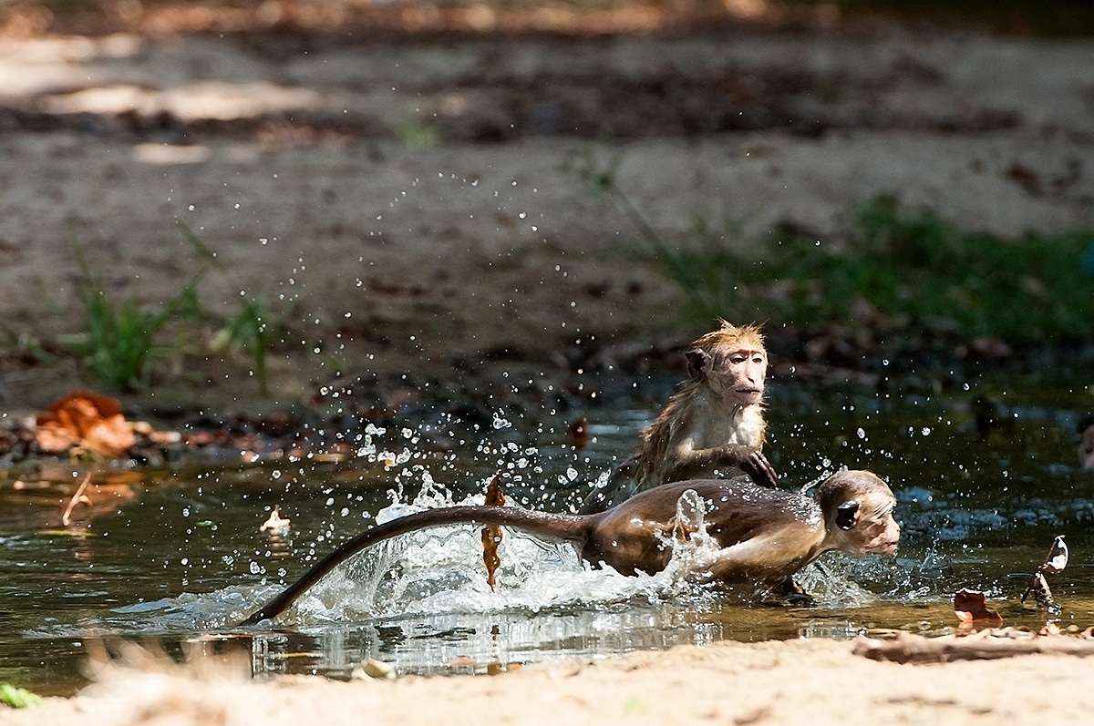 Scimmiette, acqua e giochi...