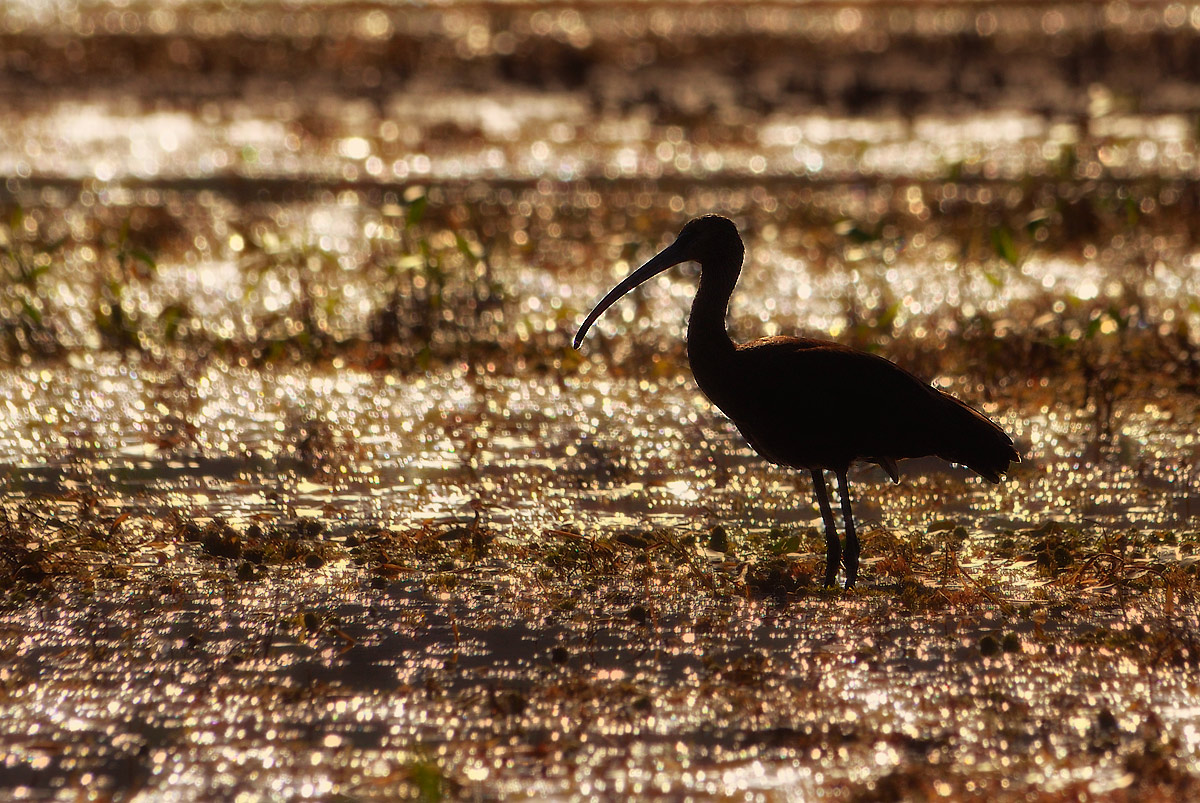 Bat-glossy ibis and golden marsh...