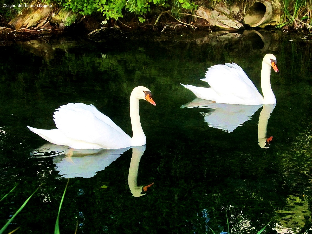 the swans...