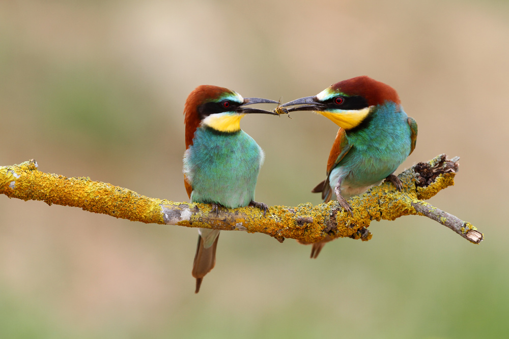 Bee-eater...