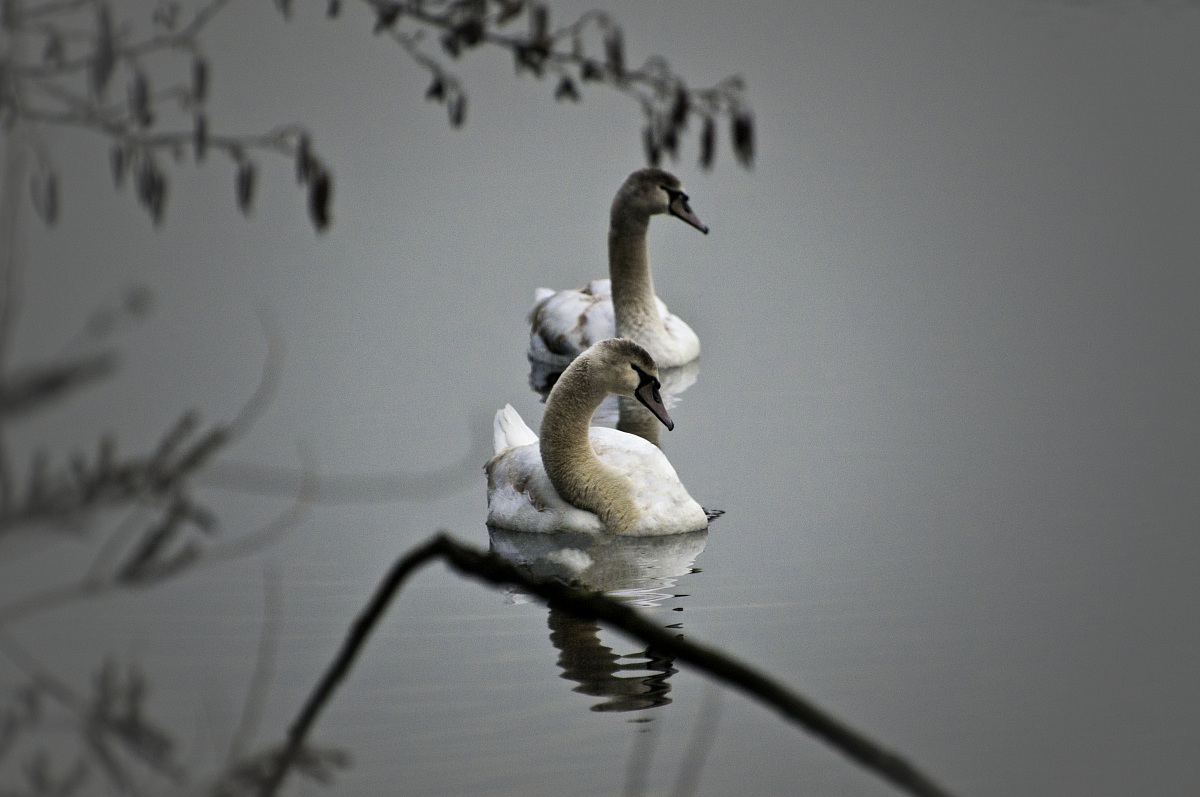 swans...