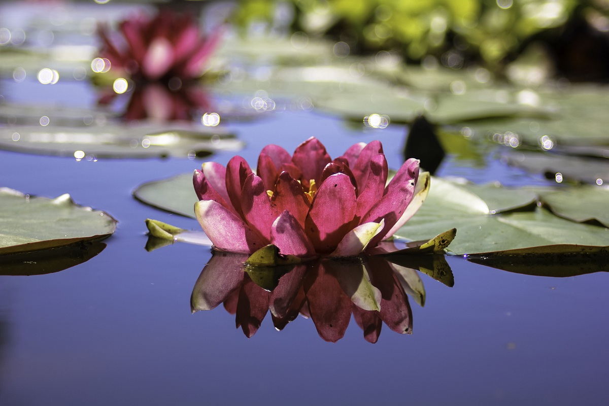 Purple water lily...