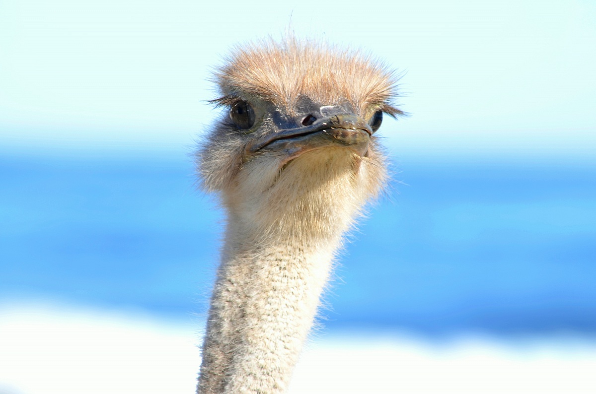 The ostrich...