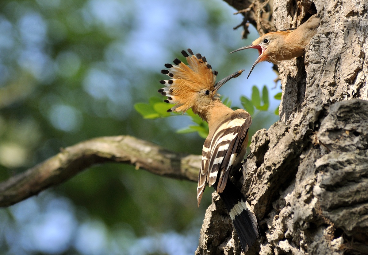 hoopoe to the nest...
