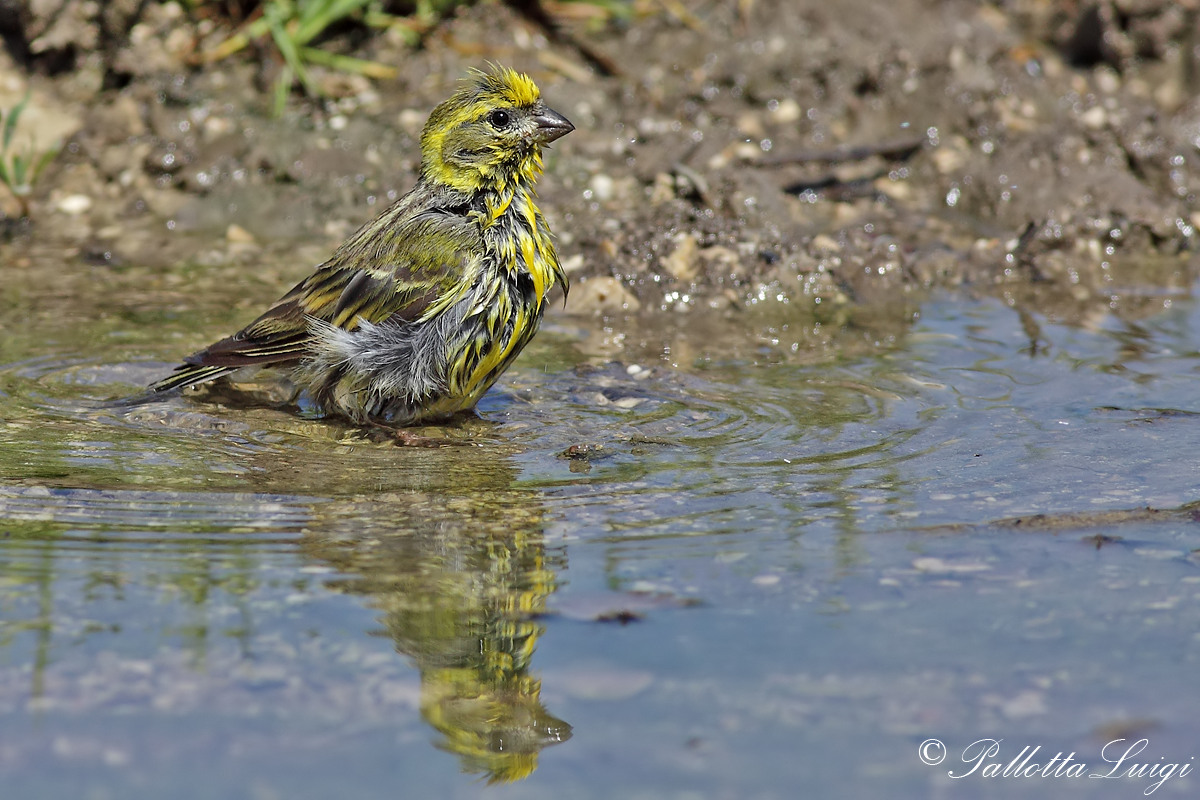 Verzellino (Serinus serinus)...