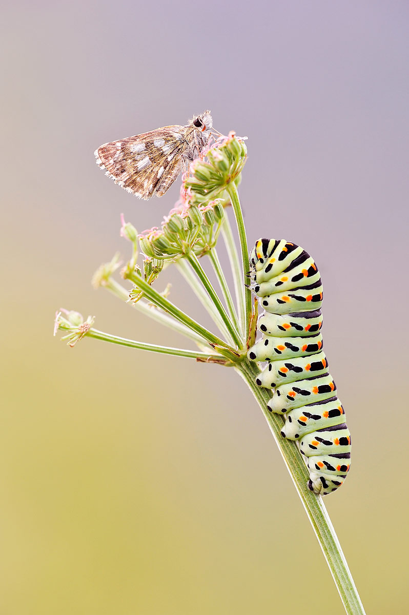 Pyrgus and Machaon...