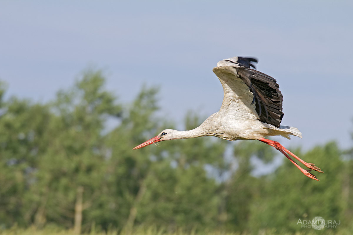 White Stork in flight...