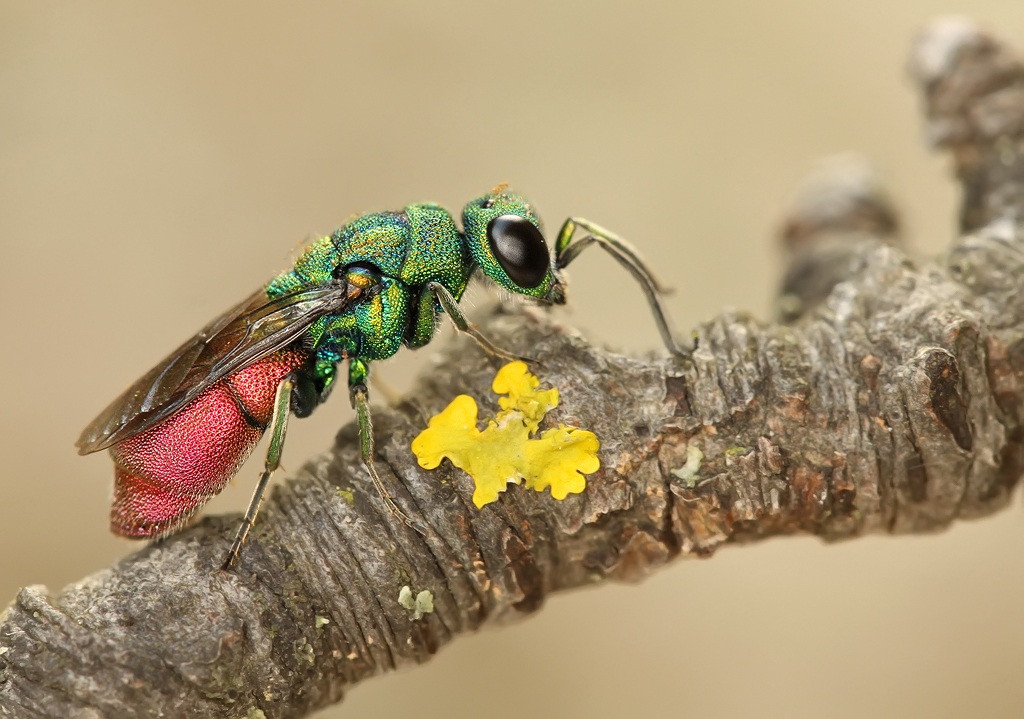 Jewel Wasp...