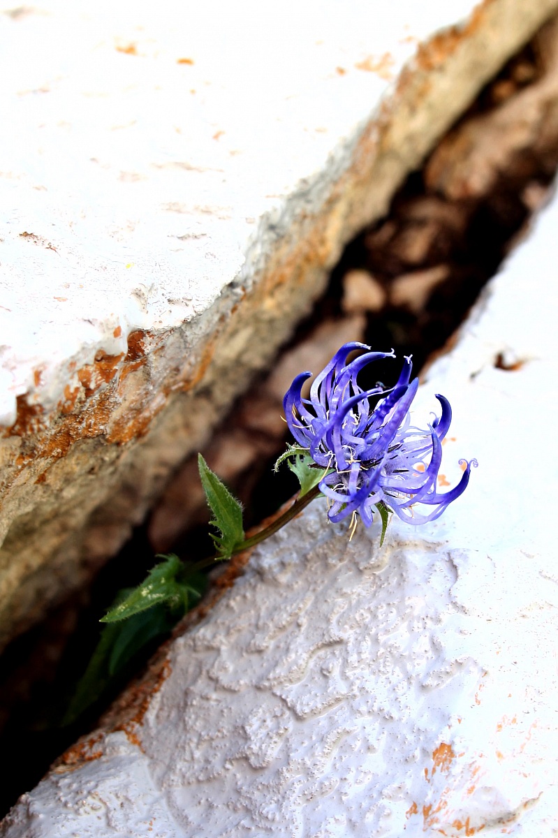Sui monti di pietra può nascere un fiore...
